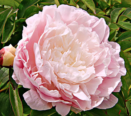 Nancy Nora Peony - Click Image to Close